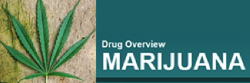 Marijuana Overview